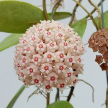 오!플랜트 호야 버티실라타 소품 희귀호야 행잉플랜트 키우기쉬운식물, 식물만