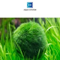 아쿠아시스템 프리미엄 모스볼 (중) 약 4cm