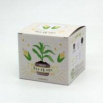 식물키우기 6개 세트 옥수수 강낭콩 당근 가지 고추 상추 씨앗키트 어린이집 유치원 납품 강남콩 모종키우기, 옥수수 모종키우기 6