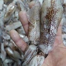 국내산 횟감용 꼴뚜기 1kg 급속냉동
