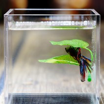 베타물고기 구피 해수어 금붕어키우기 Betta물고기 휴식 수족관 잎 식물 장식 산란 관상용 물고기 놀이 인