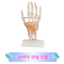 손 관절모형
