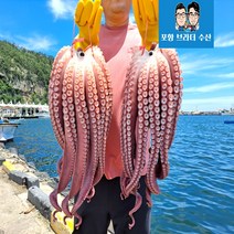 선주직송 포항 참문어 피문어 100%자연산 자숙문어 통마리문어 문어숙회 슬라이스, 중자 9kg