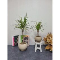 알록 달록 드나세나 마지나타 레인보우 두가지 사이즈 공기정화 식물, h55, 볼 피치색, 1개