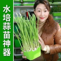 수경 재배기 식물 수배아 싹채 육묘반 마늘 묘 콩나물 재배반 친환경 쟁반무토재배, 오류 발생시 문의 ( 엔씨피글로벌 5 )