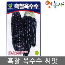 흑찰옥수수씨앗 70립- 옥수수씨앗 찰옥수수 씨앗, 흑찰옥수수