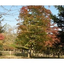 활엽수 우산고로쇠 실생2년/3년포트 키80cm내외, 우산고로쇠 실생3년 포트 / 3주