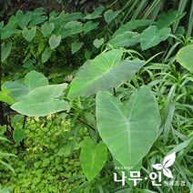 [나무인] 물토란 수생식물, 1개