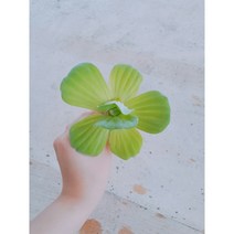 물배추// 상태 좋아요! / 수경재배 / 수중식물