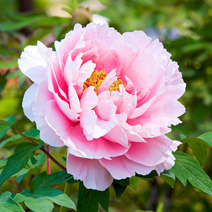 중국 작약 꽃 구근 다년초 숙근, 중국 작약 숙근 품종랜덤