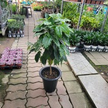 65~90cm 249 커피가열릴 커피나무 대품
