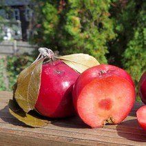 사과나무(미니/파이어)접목1년(3주묶음)묘목/F0017, 1개