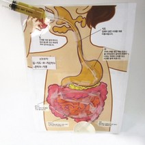유치원 소화기관 음식물의 소화과정 만들기 세트 어린이 키트 방과후 DIY 학습, 1인 세트