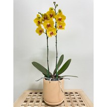 퀵 배송 축하난배달 잠실개업화분 교대승진난 서울서초개업화분 양재축하화분 문정개업화분 강남축하화분 송파축하화분 장지승진축하난 잠실퀵배송 수서꽃배달 성남개업화분사당난배달서울승진축하난, 1.화이트