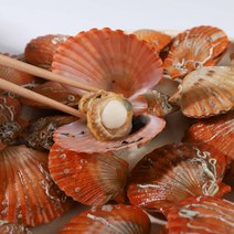 먹사부 [산지직송] 통영 활 홍 가리비 석화 뿔소라 비단 참 캠핑 조개구이 세트 단품 모듬 구이용 찜용 1kg 2kg 3kg 5키로, c. (SET) 가리비[1kg]+뿔소라[1kg]
