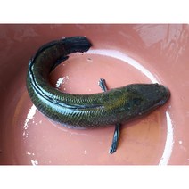 자연산가물치 2kg 가모치 산모가물치 산모보혈 산후조리음식 (예약주문상품), 자연산가물치2kg