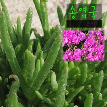 허브여울다육 송엽국(진보라) 지름 9cm 소품 다육화분, 5개