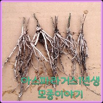 모종이야기 그린 아스파라거스 모종 / 1년생 뿌리모종 개당600원, 50개