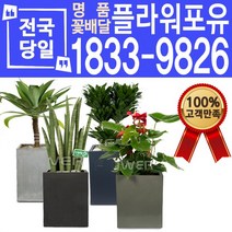 관엽식물 공기정화식물 대전 대구 울산 개업화분 화분배달, (선택46)로즈마리