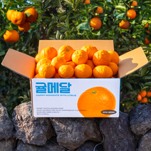 당도엄선 제주 신비향, 가정용, 2kg