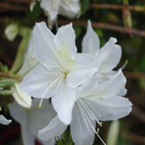 백철쭉 키30cm(뿌리) 1단 5주묶음/나무 묘목/꽃나무/조경용/철쭉류