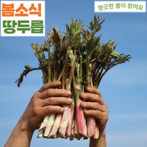 바로보담 땅두릅 300g 500g 1kg 2kg 제철 산지직송 배송 택배, 1팩