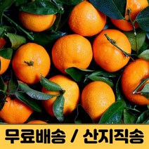 귤 제주감귤 제주귤 밀감 타이벡 노지감귤 조생 극조생 3kg 5kg 10kg 햇 프리미엄 고당도 감귤농장 산지직송 택배, 노지감귤 3kg, 중대과 (L-2L)