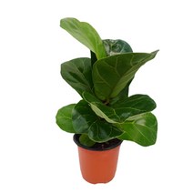 팡팡플랜트 실내 공기정화식물, 1개, 떡갈 고무나무(10cm)