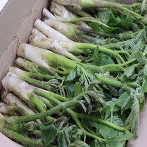 [영암상회]국내산 땅두릅 1kg 2kg 쌉싸름한 봄나물 두릅 땅두릅, 땅두릅1kg