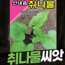 취나물씨앗 곰취씨앗 향이좋은 취나물종자 곰취 100립, 산내음취나물 3g, 1개