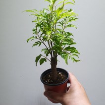 [공룡꽃식물원]폴리셔스 소품 공기정화식물, 1개