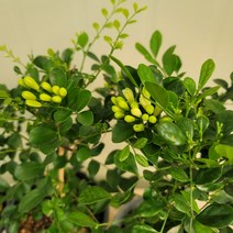 바닐라가든 오렌지자스민 중품 랜덤발송70