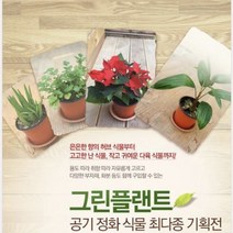 그린플랜트 다육식물 파랑새 1+1
