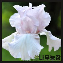 (나무농장) 독일붓꽃 저먼아이리스 체리쉬드