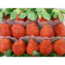 설향 딸기 500g 1kg 2kg 제철 딸기 가락시장 경매 새벽배송 가능, 설향 딸기 1팩 (500g)