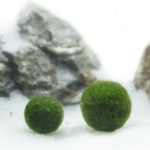 일본 미니 마리모 1~1.5cm (중) / 마리모키우기, 1개
