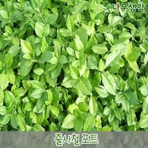 착한가격나무생각 줄사철(포트묘) 10주묶음
