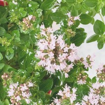 프랑스와즈 마조람 에센셜오일, 500ml