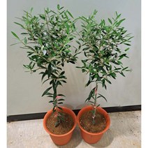 [이삽저삽] 올리브나무화분(키80-90cm내외/화분포함)토피어리 아르베키나 올리브열매 식용.약용식물/공기정화식물 실내인테리어용 관상용, 1개