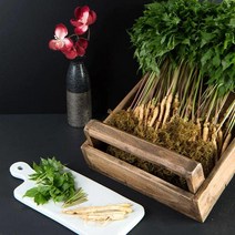 [우체국쇼핑] 산골짜기농장 통째로 먹는 웰빙 새싹삼 3년생 45뿌리 (20~25cm), 상세 설명 참조