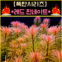 [수초폭탄] 통큰 반값할인 핑크핑크수초 판타날 레드 핀네이트(18줄기) / 수초 레이아웃 초보수초 어항 잔디 새우 구피 미니어항 붉은수초