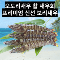 오도리새우 프리미엄 자연산 활 보리새우 생새우회