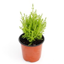 실내공기정화식물 120종 꽃 화분 미세먼지제거 아레카야자 해피트리 금전수, 모종포트, 율마, 1개