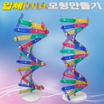 뉴 DNA 입체 모형 만들기 1개