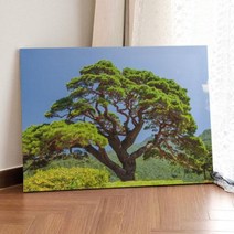 ga688-캔버스액자72.7x53_풍수건강을가져다주는소나무