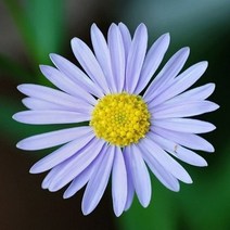 꽃씨앗(100립) 벌개미취 씨앗 종자씨앗 야생화 씨앗모음