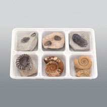 삼엽충3종 암모나이트3종, 상세페이지 참조