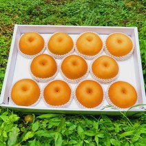 울주 해풍을 맞고 자란 서생배 5kg 가정용 선물용, 서생배 5kg/선물용/대과/7~8과