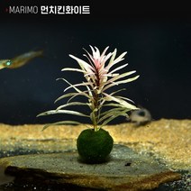 헬로아쿠아 모음)심쿵 수초아이템 160종 쉬운수초 어항장식 열대어 어항꾸미기 수족관꾸미기, 89번) 마리모 수초 먼치킨화이트