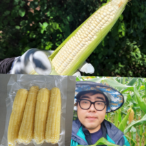 [100%당일수확] 강원도 홍천 햇 미백 찰옥수수 생 삶은 냉동 찐 옥수수 무첨가x, 12개(3팩), 맛있게 삶은 냉동 찰옥수수
